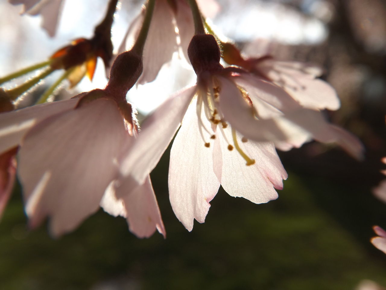 CLOSE-UP OF CHERRY BLOSSOMS IN SPRING