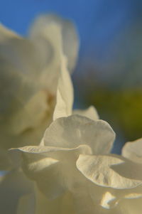 Detail shot of flower