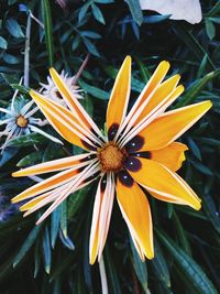 High angle view of flower