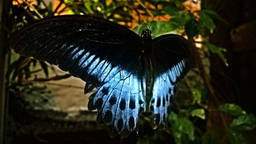 Close-up of butterfly on leaf