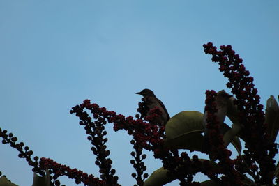 Low angle view of bird perching on plant against sky