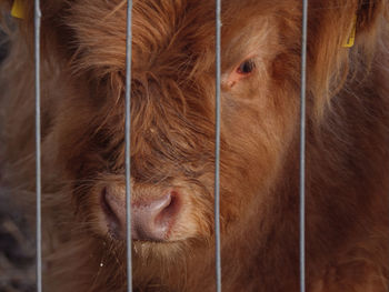 Close-up of a highland cattle calf