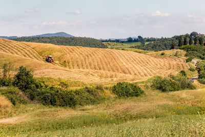 Landscaping view of green and fields of asciano area at harvest time, siena province, tuscany, italy