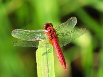 Close-up of dragonfly on leaf