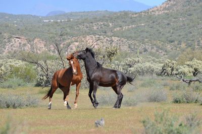 Horses in a field