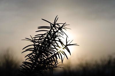 Low angle view of silhouette plant against sky at sunset