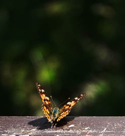 Close-up of butterfly on flower