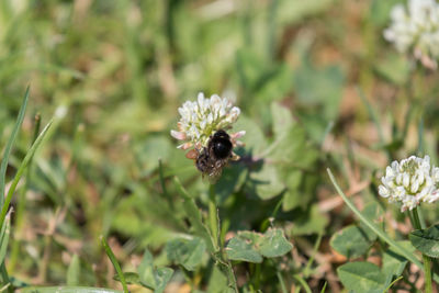 Close-up of bee on flower