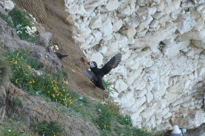 Side view of bird flying against rocks