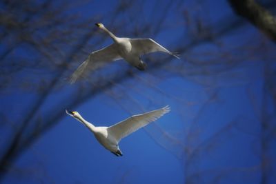 Close-up of seagull flying against blue sky