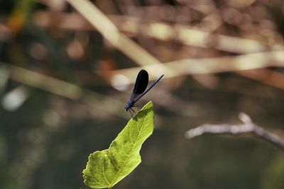 Close-up of damselfly on leaf