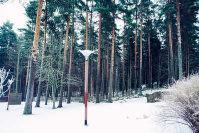 Trees on snow covered field in forest