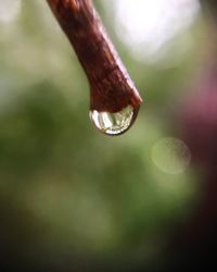 Close-up of water drops on plant