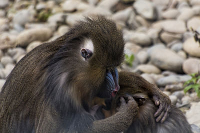 Close-up of monkey looking away