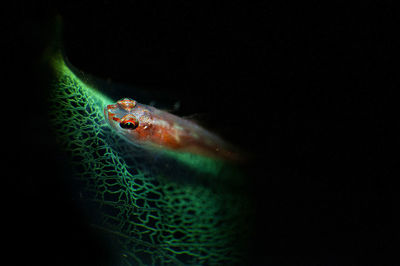 Close-up of fish swimming in sea