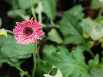 Close-up of pink flowering plant