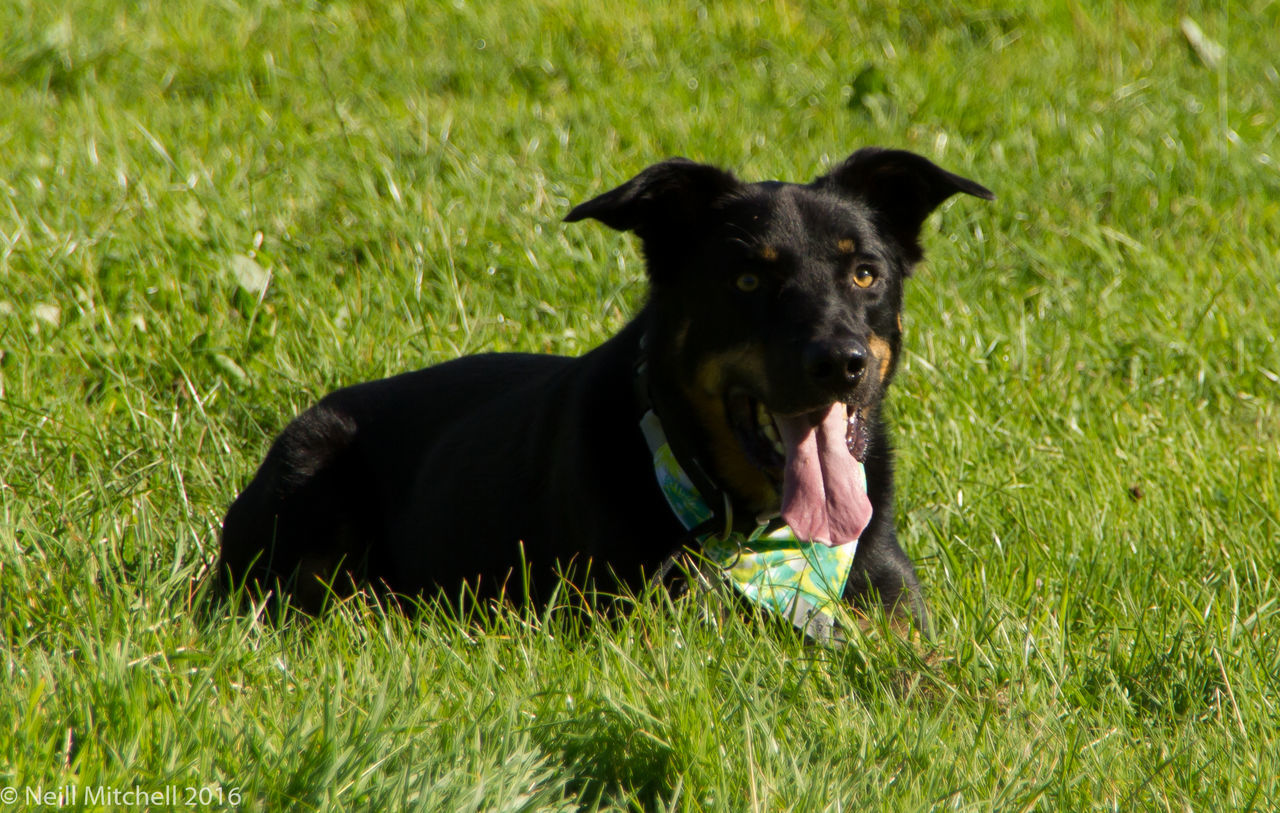 BLACK DOG RESTING ON FIELD