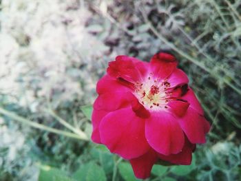 Close-up of flower blooming outdoors