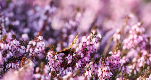 Close-up of insect on purple flowering plant