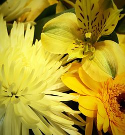 Close-up of yellow flower