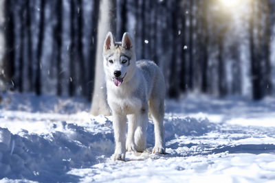 Dog running on snow covered field