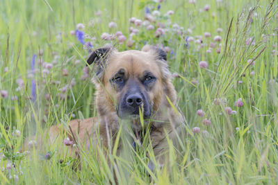 Portrait of dog on field