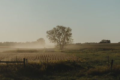 Scenic view of field against clear sky