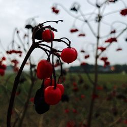 Close-up of red berries on tree