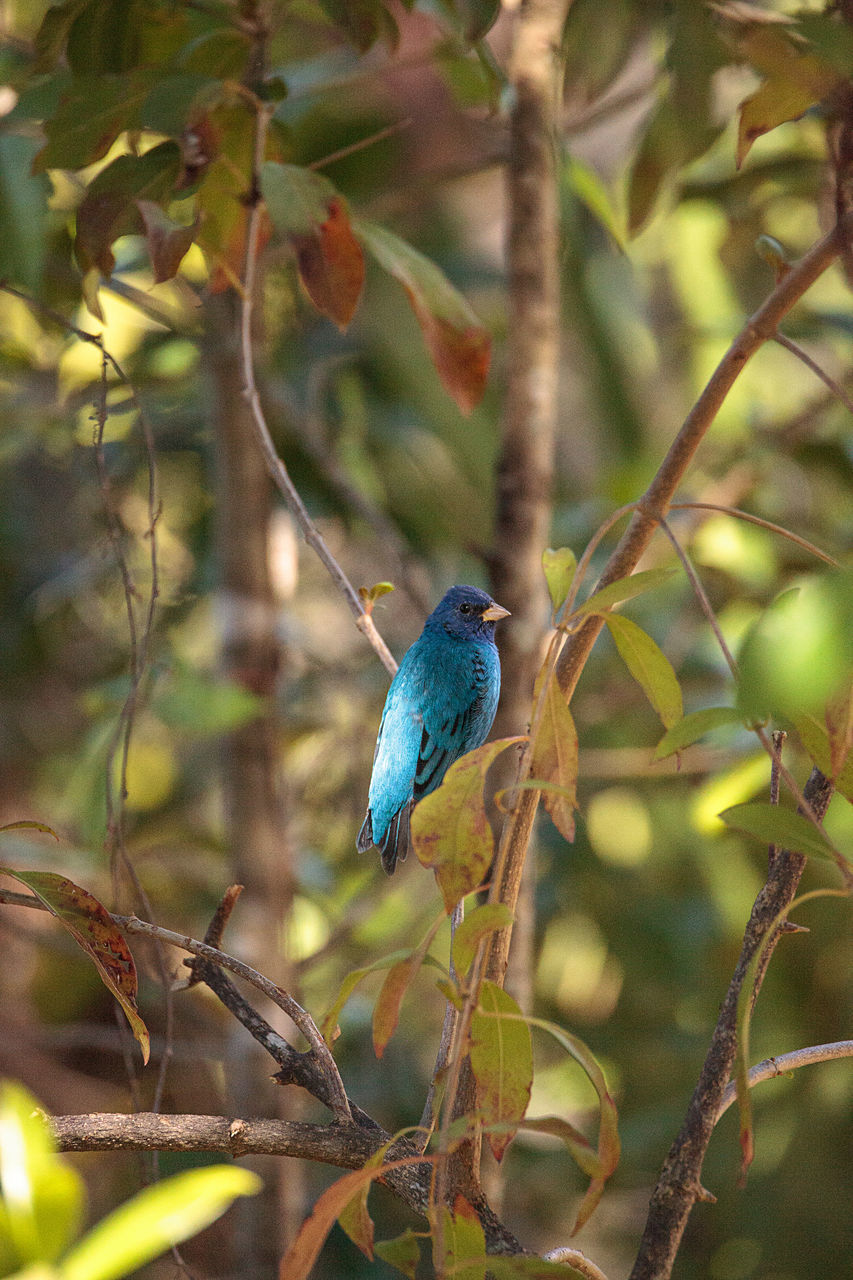 PEACOCK PERCHING ON BRANCH