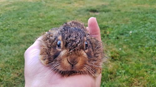 Close-up of a hand holding a animal