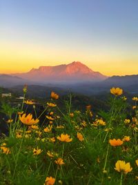 Scenic view of flowering plants on field against sky during sunset