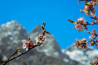 Cherry blossom and beautiful scenery in the karakoram mountains of pakistan.