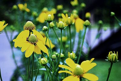 Close-up of bee on yellow flowers