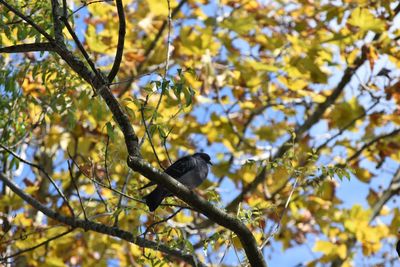 Low angle view of bird perching on tree