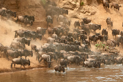 Wildebeest crossing the mara river during the annual great migration.