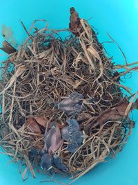 High angle view of birds in nest