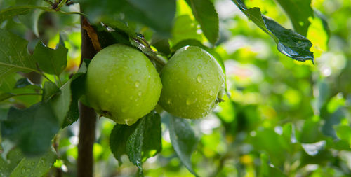 Close-up of fruits on tree