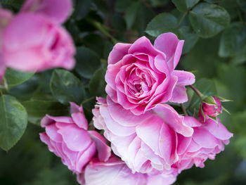 Close-up of pink rose