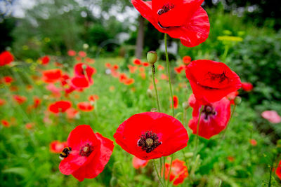 Close-up of red poppy flowers