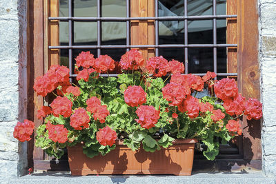 Close-up of potted plants against window of building