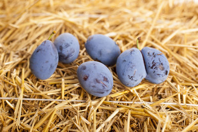 High angle view of eggs on hay