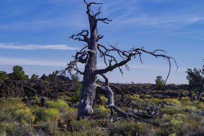 Bare tree on landscape against sky