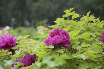 Close-up of pink flowers