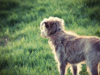 Dog on field