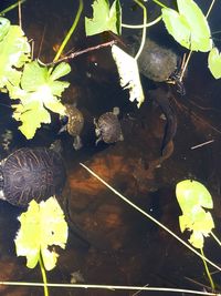 High angle view of plant floating on water