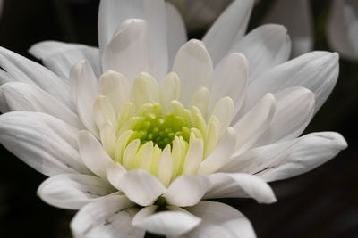 Close-up of white flowering plant