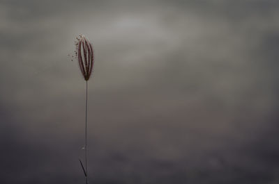 Grass flowers with blurred background of water in the lake.