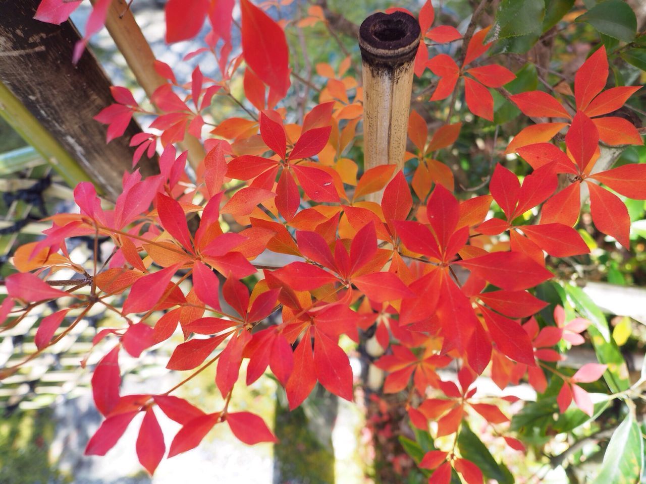 autumn, leaf, nature, change, orange color, no people, tree, maple leaf, beauty in nature, outdoors, day, growth, close-up, maple