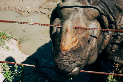 Close-up of horse in water