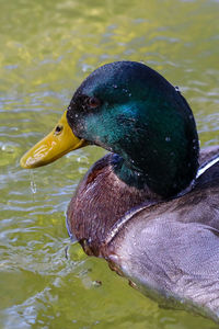 Duck swimming in lake